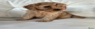 Cavapoo 4