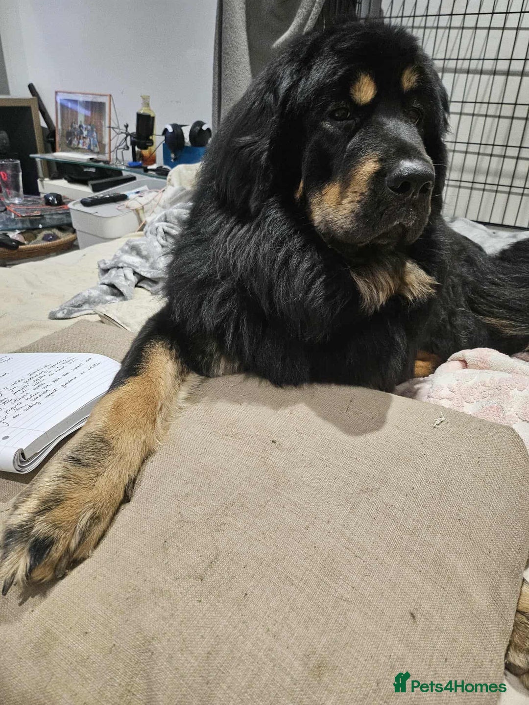 Tibetan Mastiff dogs for sale: Tibetan mastiff puppies  - Advert 7