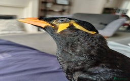 Softbills birds for sale: Hill mynah  - Image 3