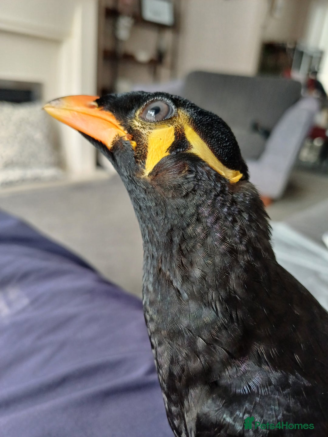 Softbills birds for sale: Hill mynah  - Image 3