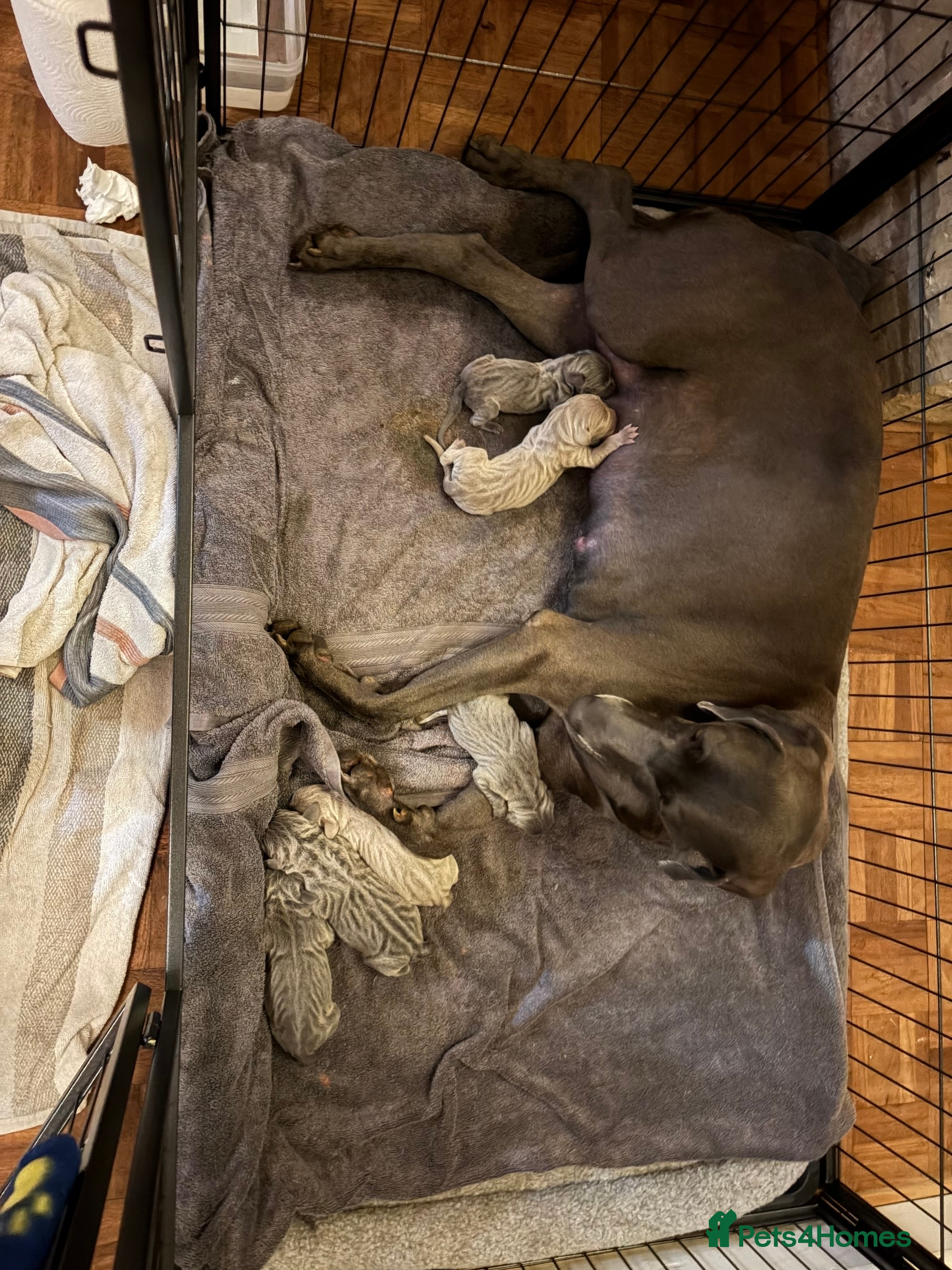 Weimaraner dogs 🐾 Beautiful Weimaraner Puppies  🐾 - Advert 2