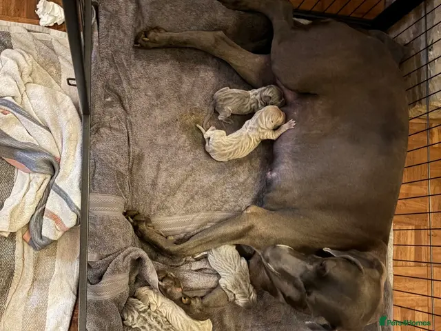 Weimaraner dogs for sale: 🐾 Beautiful Weimaraner Puppies 🐾 - Advert 2