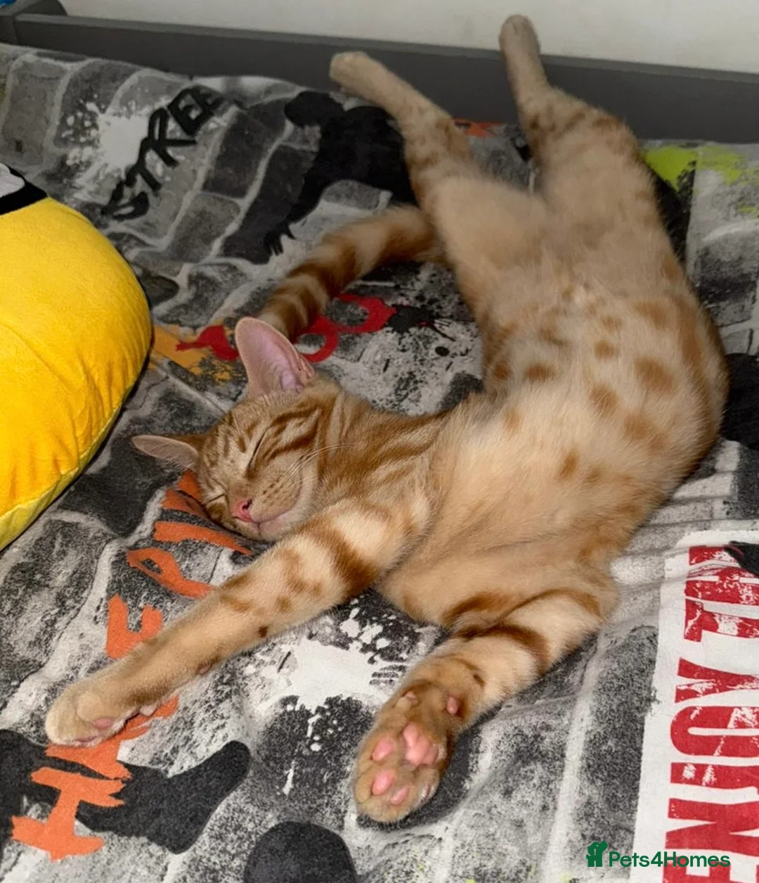 Mixed Breed cats for sale: Ginger male & tortoise girl 7 months old - Advert 4