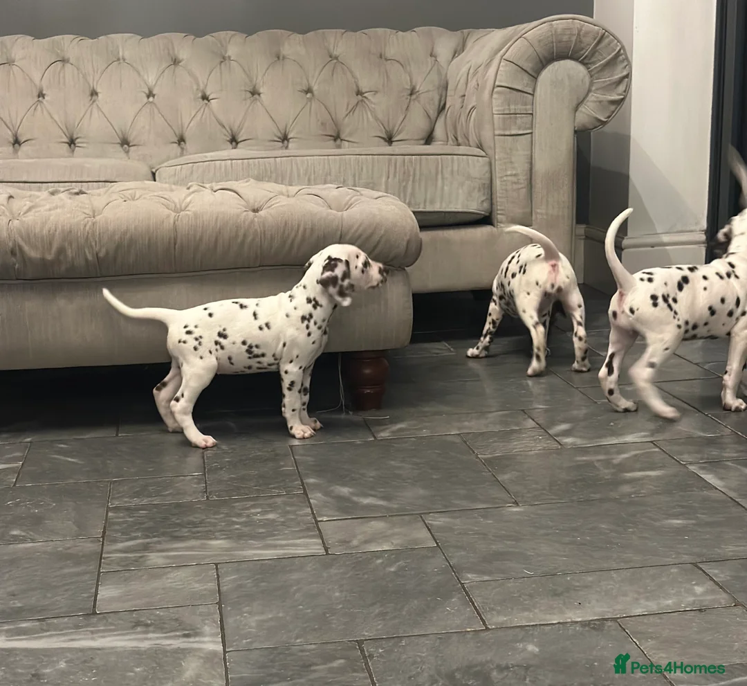 Dalmatian dogs for sale: Only 1 boy available  - Advert 9
