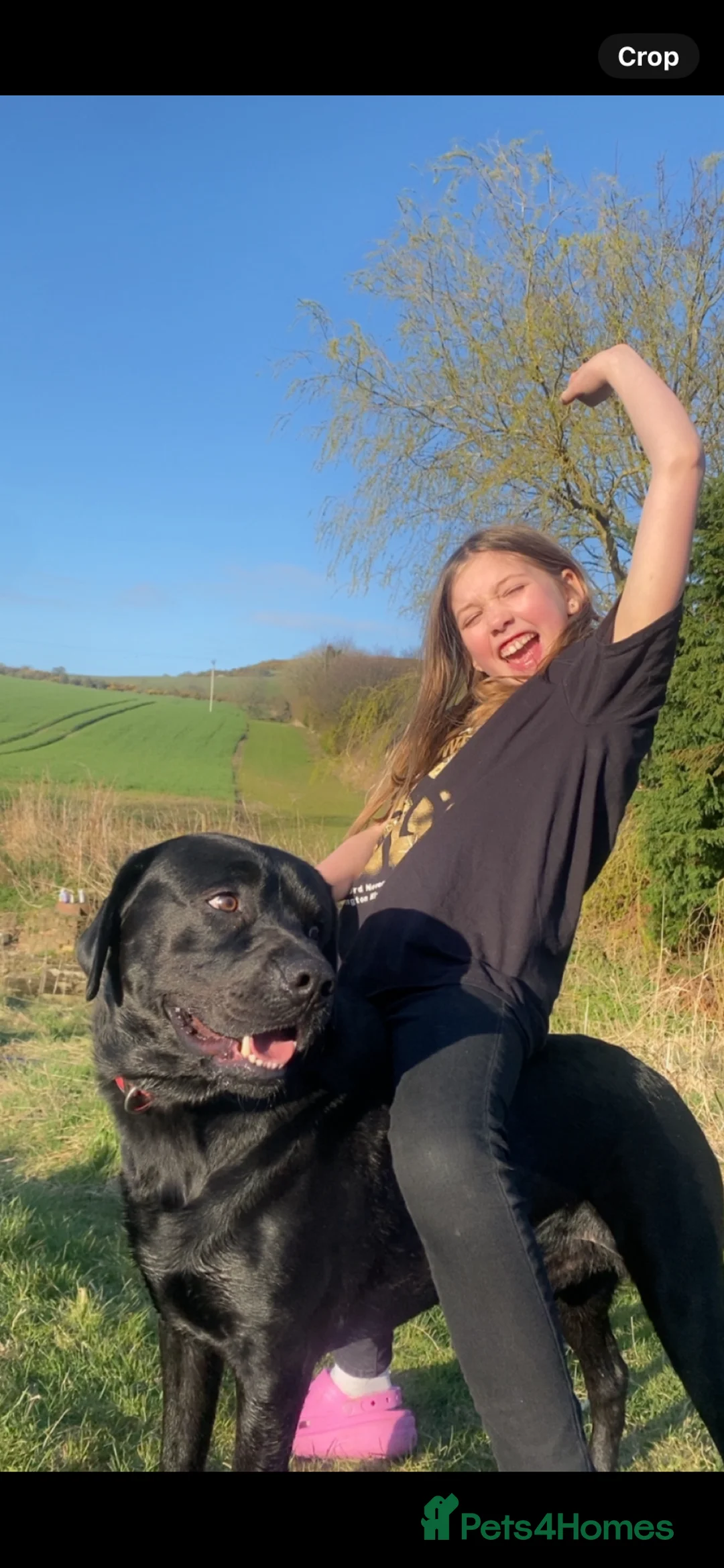 Labrador Retriever dogs for stud: Labrador stud  in Crook - Advert 7