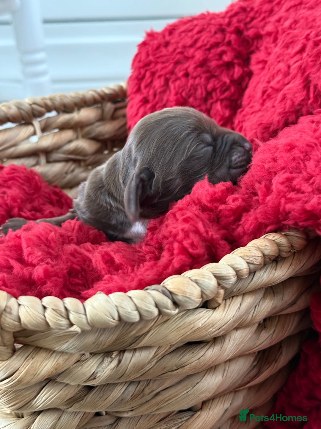 Cocker Spaniel dogs for sale: Show cocker spaniels  - Advert 8