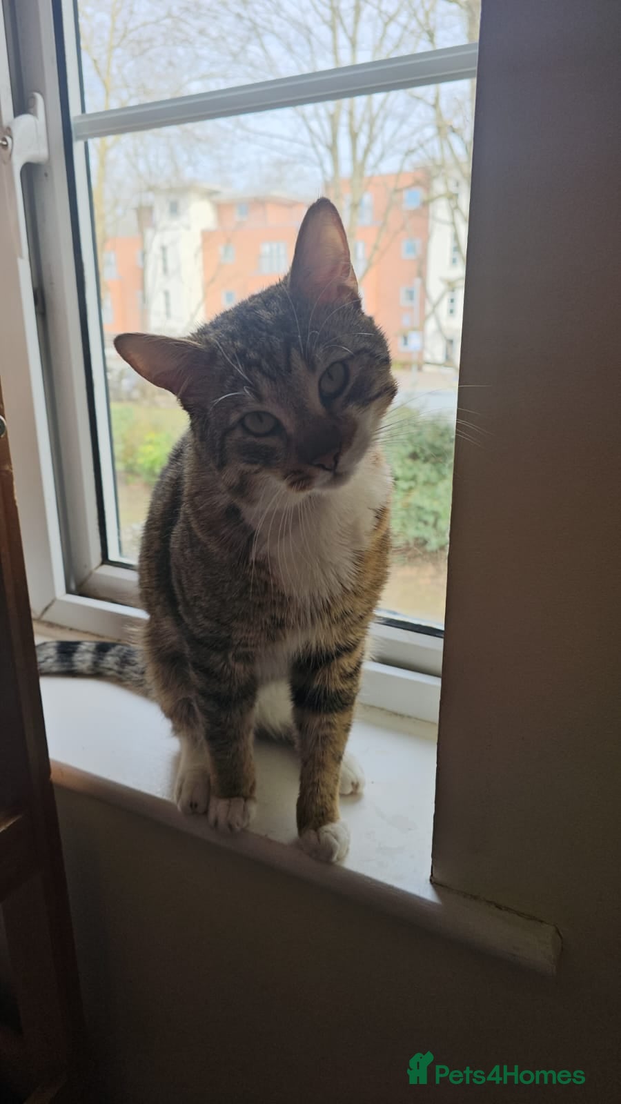 Mixed Breed cats Tiger looking for a home - Advert 2
