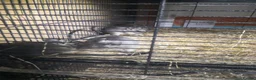 Degus rodents for sale: Young degus blue and brown boys and girls - Advert 7