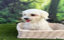 Maltese dogs for sale:  Maltese looking for a new home only 1 boy left - Image 8