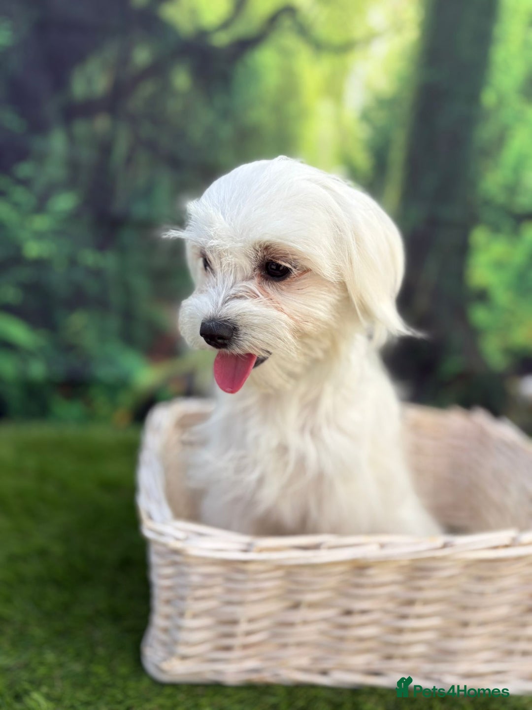 Maltese dogs for sale:  Maltese looking for a new home only 1 boy left - Image 8