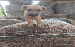 Mixed Breed dogs for sale: 6 lakeland terrier cross bitchs - Image 13