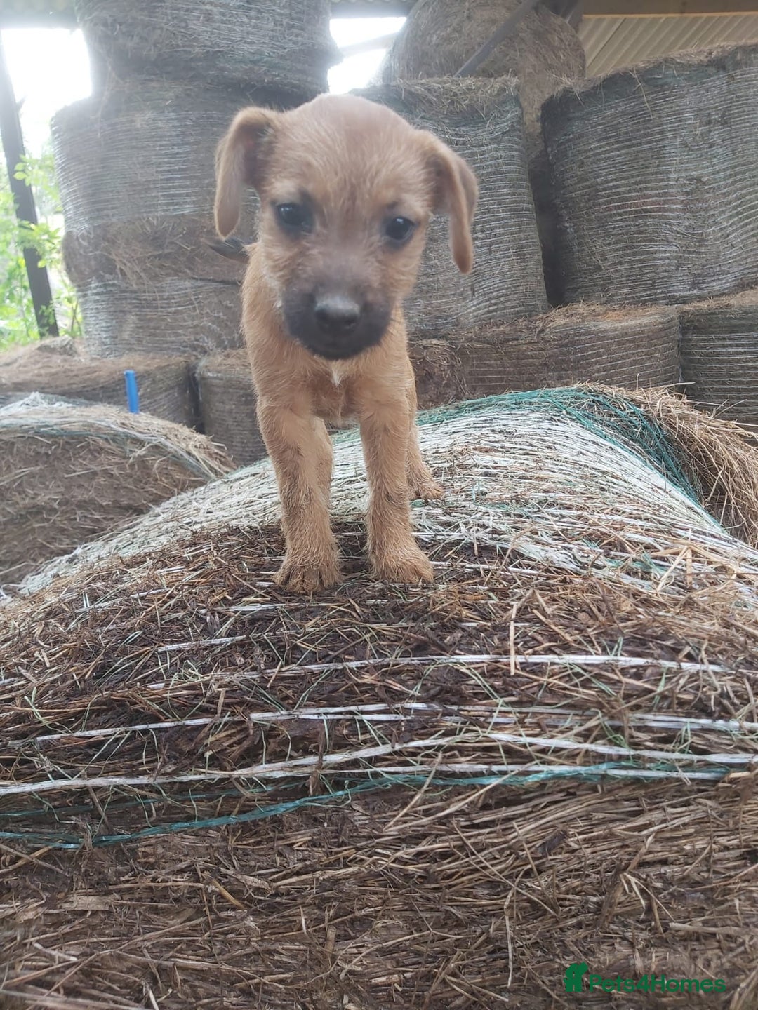 Mixed Breed dogs for sale: 6 lakeland terrier cross bitchs - Image 13