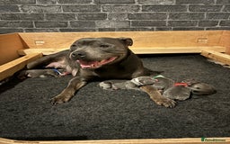 Staffordshire Bull Terrier dogs for sale: KC Blue and White Staffys - Image 5