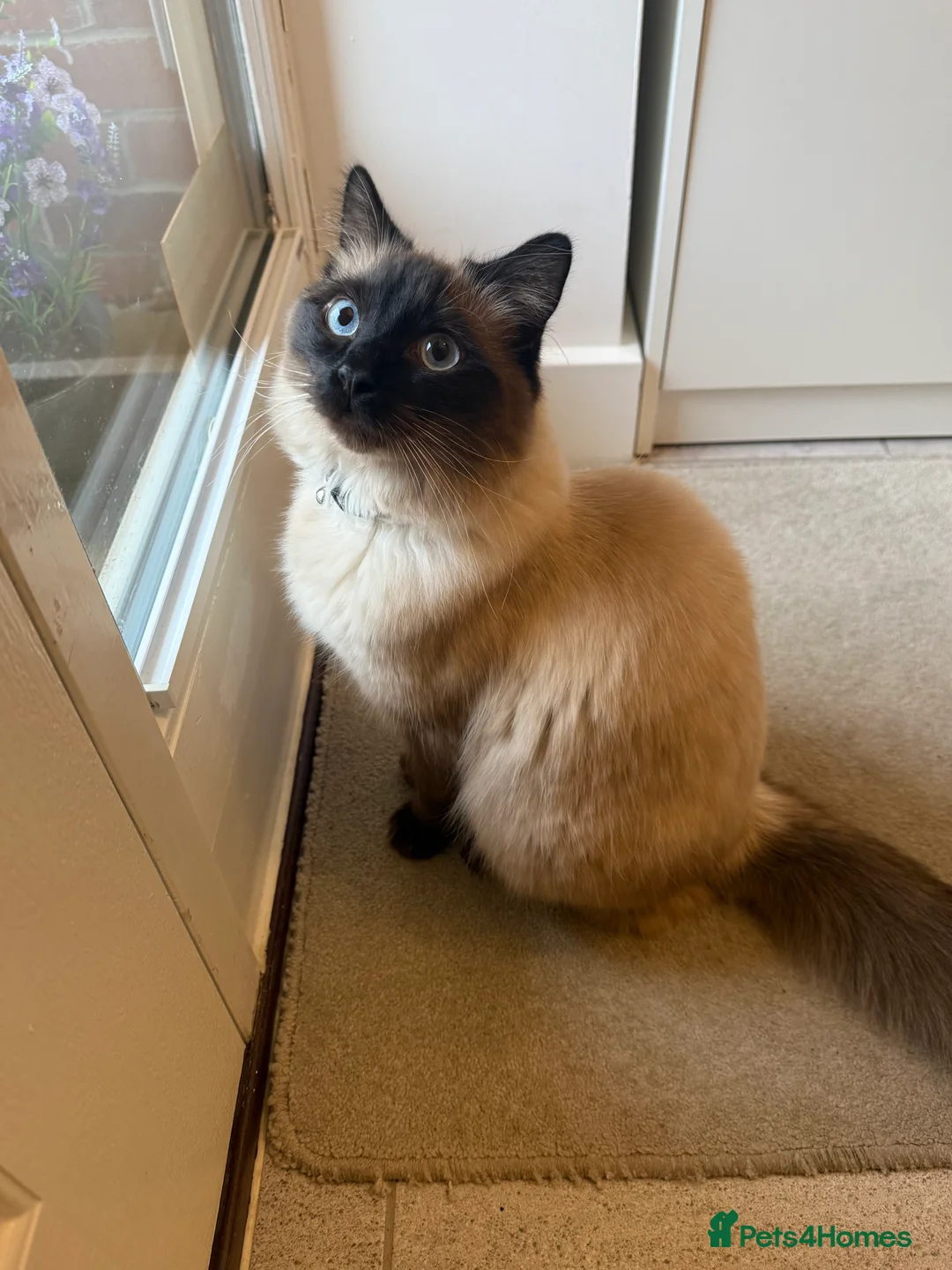 Ragdoll cats for sale: Beautiful Ragdoll  - Advert 8