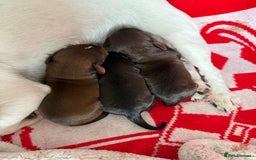 Jackapoo dogs for sale: Gorgeous Jackapoo Puppies Ready 17th November - Image 5