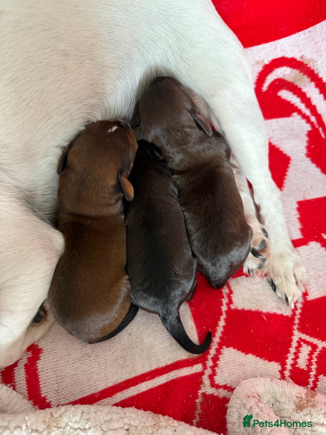 Jackapoo dogs for sale: Gorgeous Jackapoo Puppies Ready 17th November - Image 5