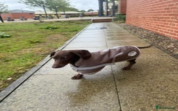 Mixed Breed dogs for sale: 6 month old small puppy  - Image 5
