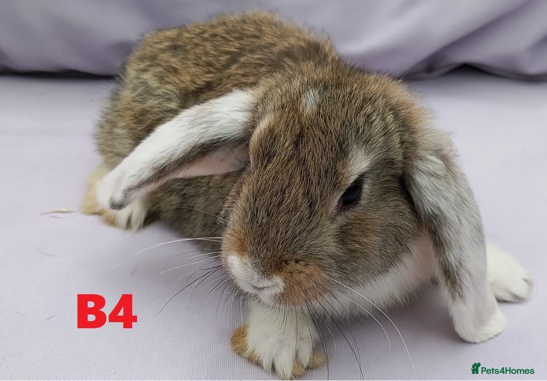 Mini Lop rabbits Cute & Loving French x Mini Lop Males Ready!!! - Advert 2