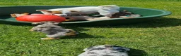 Jack Russell dogs for sale: JACK RUSSELL PUPPIES - Advert 15
