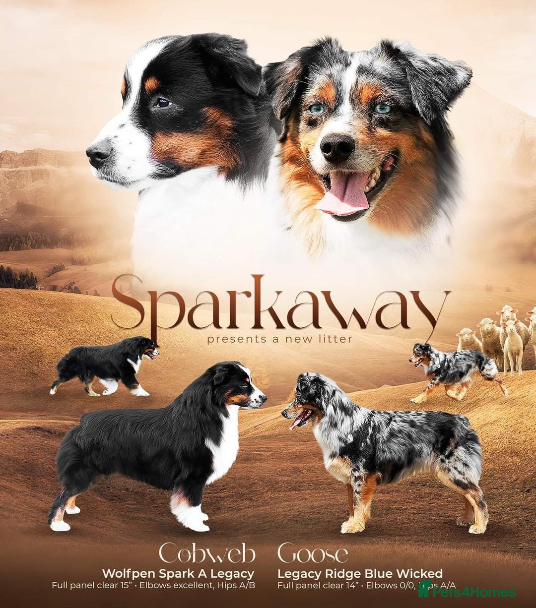 Australian Shepherd dogs for sale: 3 remaining- Beautiful Australian Shepherds  - Image 33