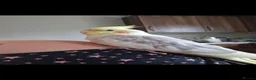 Cockatiels birds for sale: Cockatiel male semi tame - Advert 1