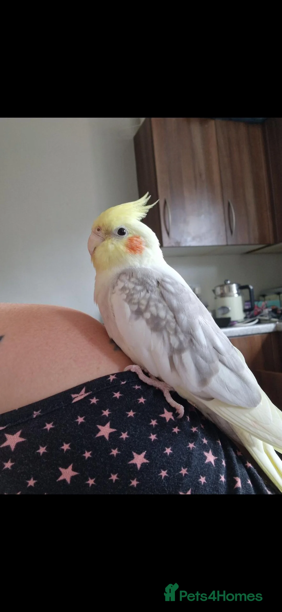 Cockatiels birds for sale: Cockatiel male semi tame - Advert 1
