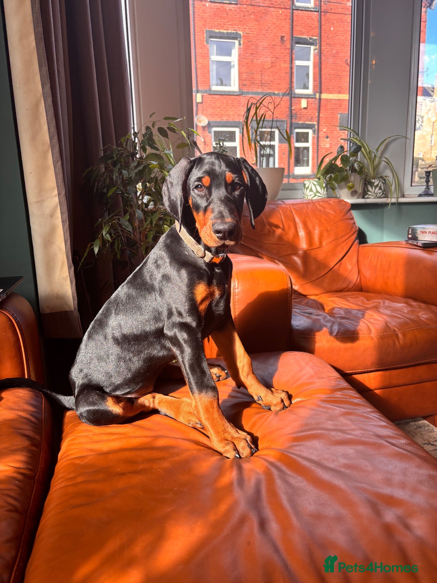 Dobermann dogs KC reg Dobies | Meet Miss Purple  - Advert 1