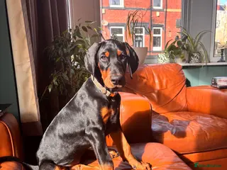 Dobermann dogs KC reg Dobies | Meet Miss Purple - Advert 1