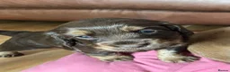 Cockapoo dogs for sale: Cockapoo pups for sale - Advert 11