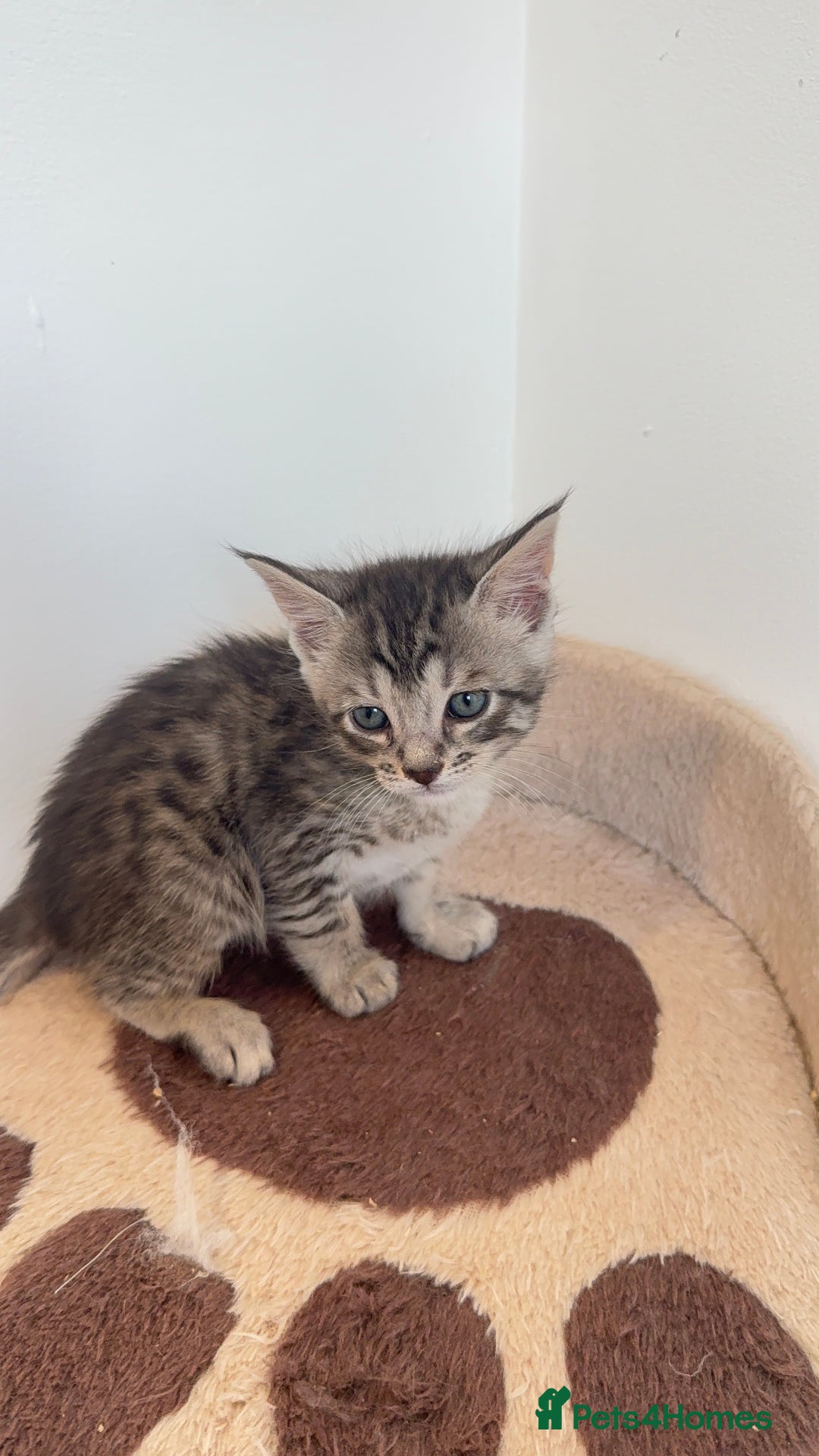 Maine Coon cats for sale: Maine Coon x Savannah Kittens - Advert 33