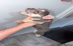 French Bulldog dogs for sale: Beautiful French BullDog - Image 8