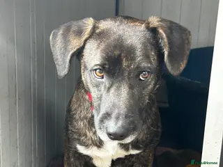 Mixed Breed dogs Daniel is looking for his forever home - Advert 1