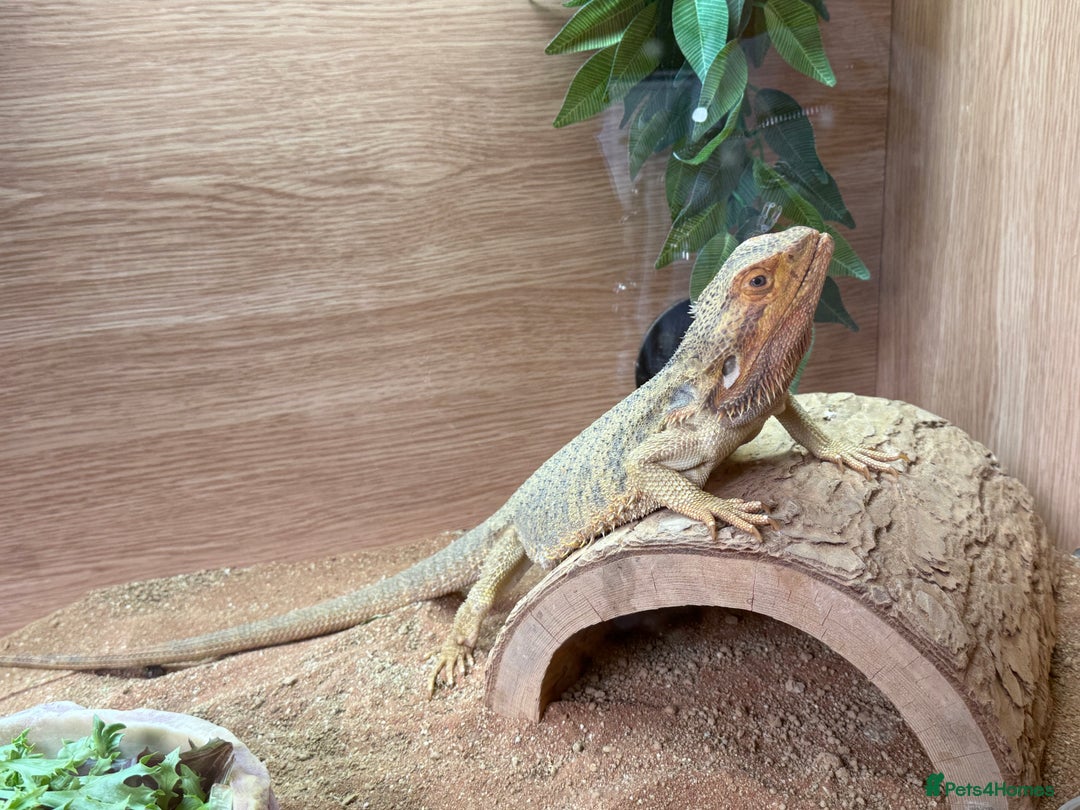 Bearded Dragon reptiles for sale: Adult Male Bearded Dragon & Setup - Image 4