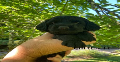 Labradoodle dogs - Advert 4