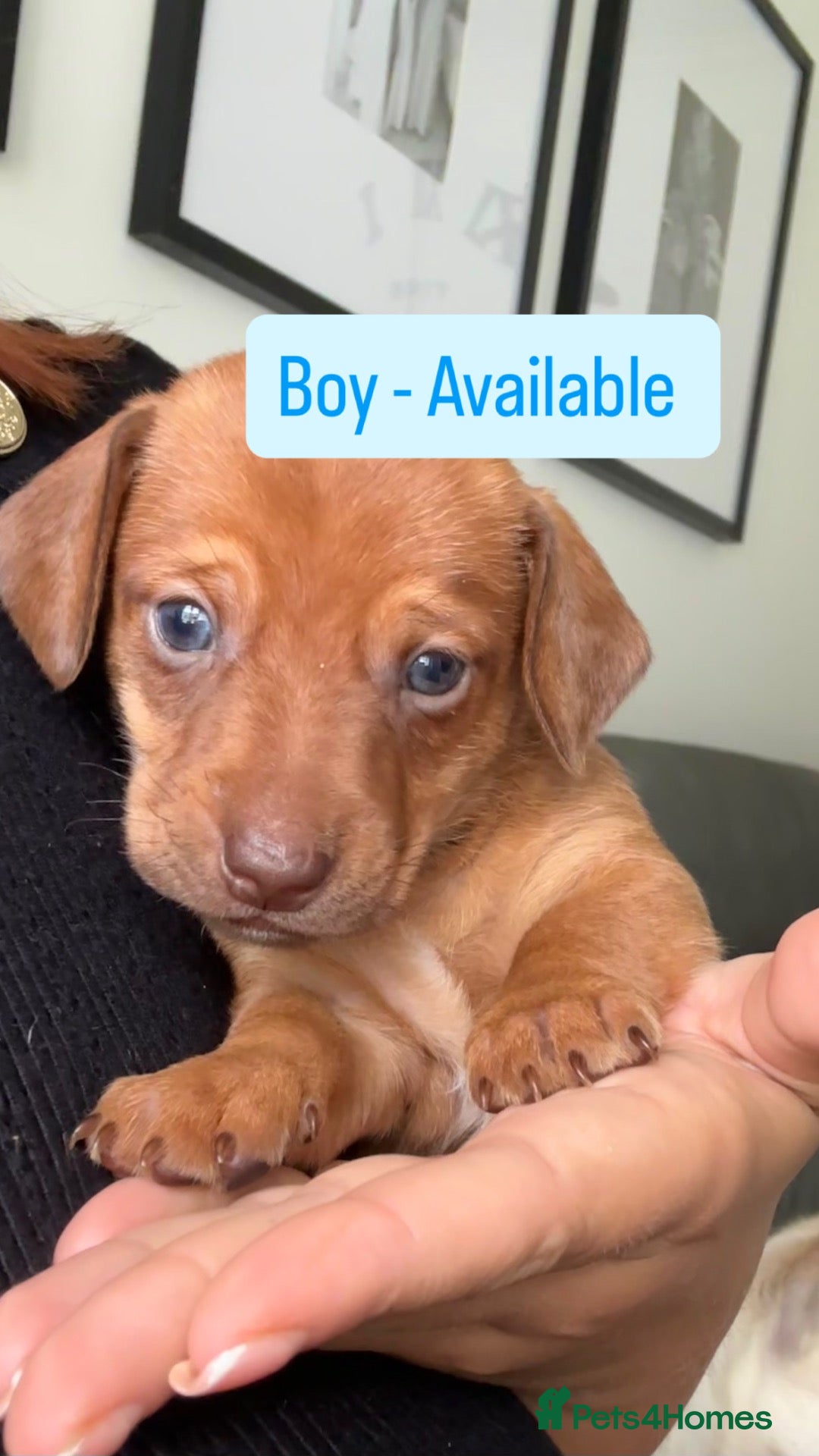 Mixed Breed dogs Stunning JR / Dachshund Pups - Advert 1