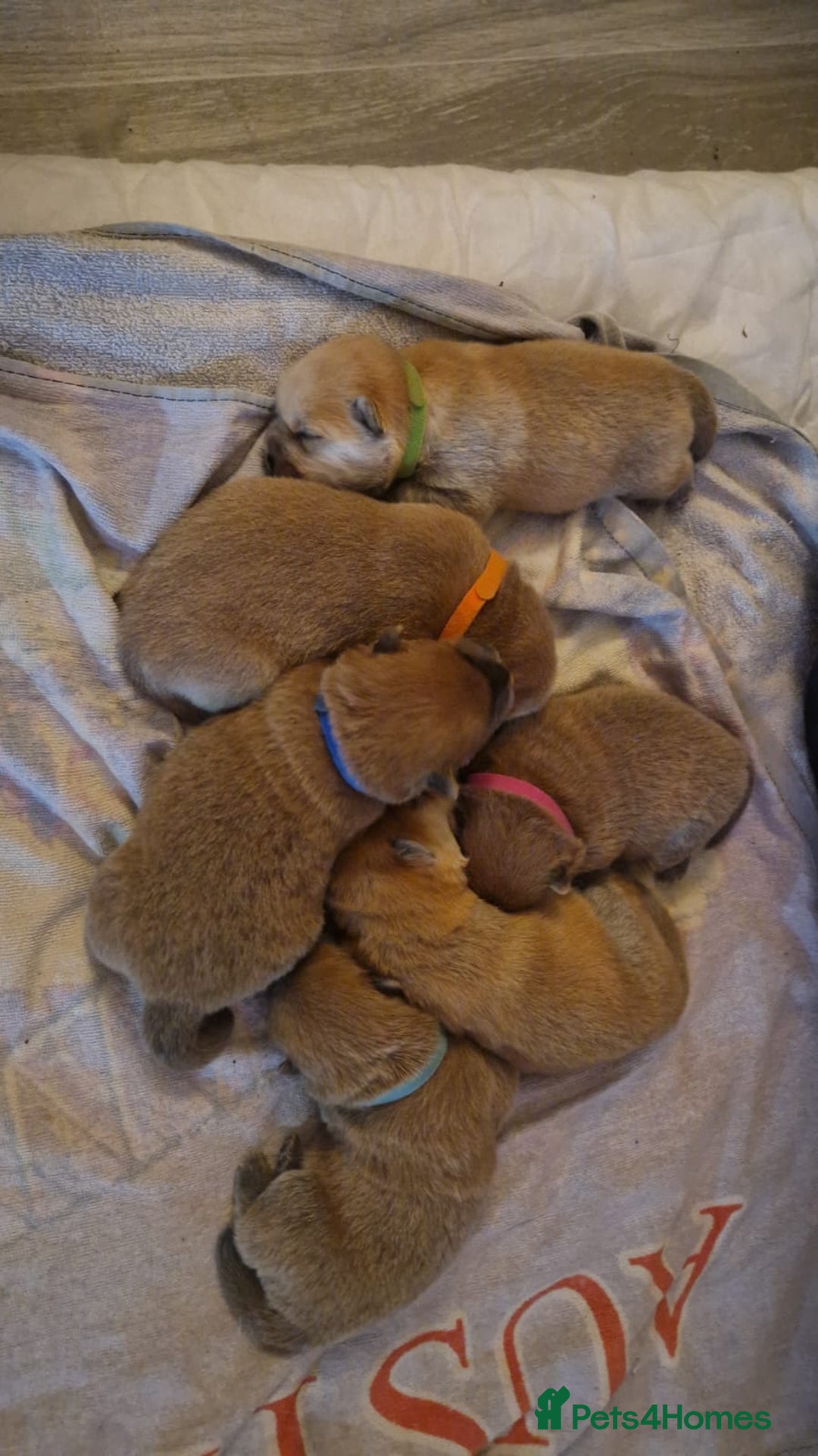 Chow Chow dogs for sale: 6 chow chow puppies for sale - Image 5