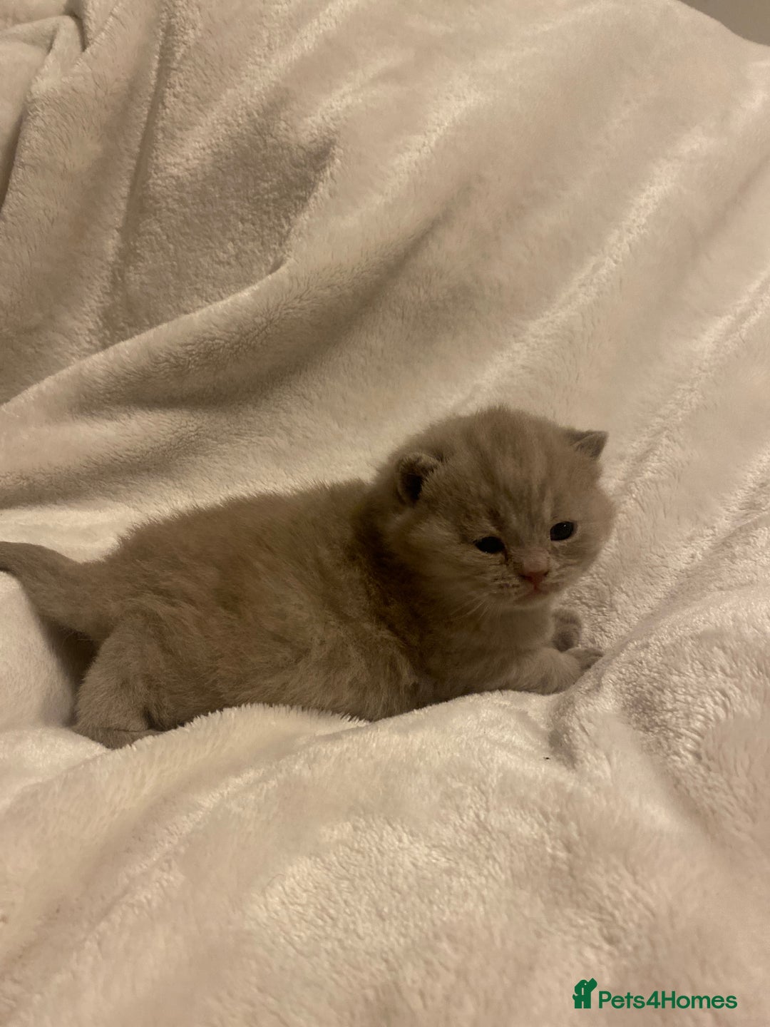 British Shorthair cats for sale: British shorthair ,lilac,pedigree - Advert 8