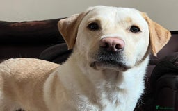 Labrador Retriever dogs for sale: Labrador puppies (only boys left) - Image 10