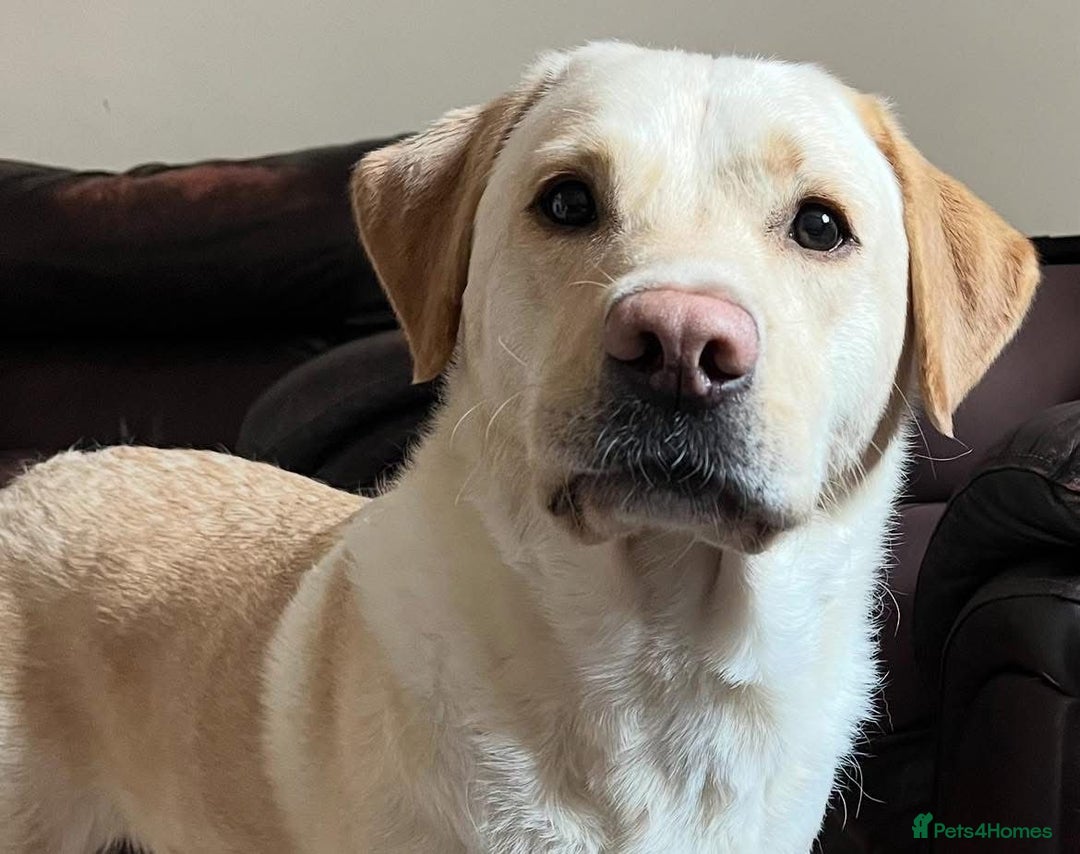 Labrador Retriever dogs for sale: Labrador puppies (only boys left) - Image 10