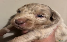 Border Collie dogs for sale: Border Collie Pups  - Image 2