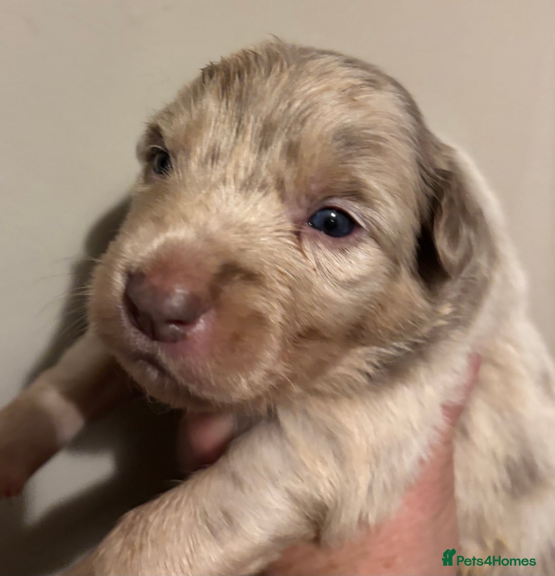 Border Collie dogs for sale: Border Collie Pups  - Image 2