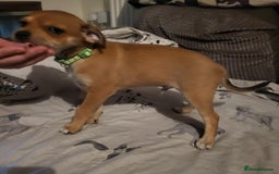 Mixed Breed dogs for sale: Fox terrier x chug puppies - Image 9