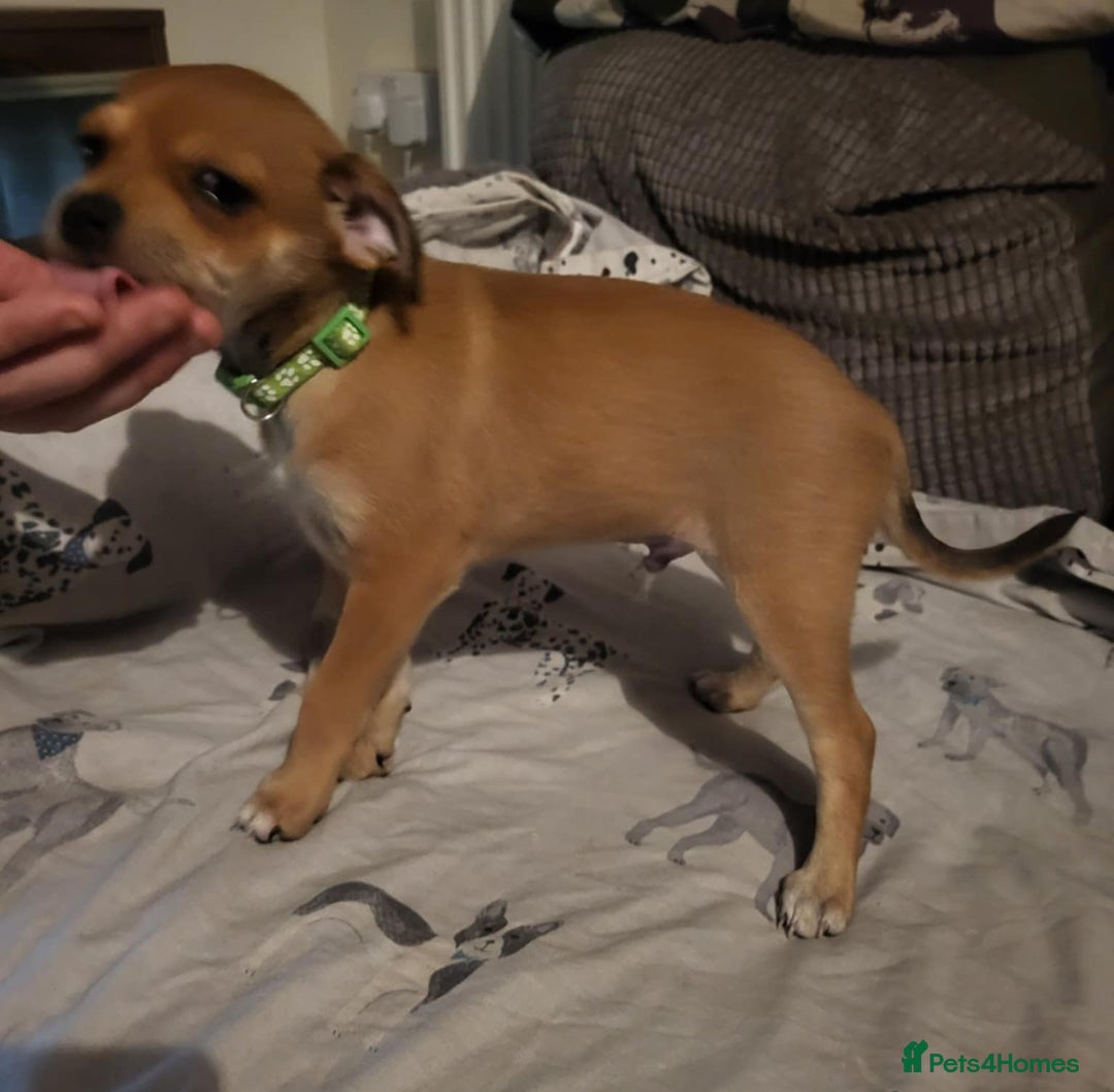 Mixed Breed dogs for sale: Fox terrier x chug puppies - Image 9