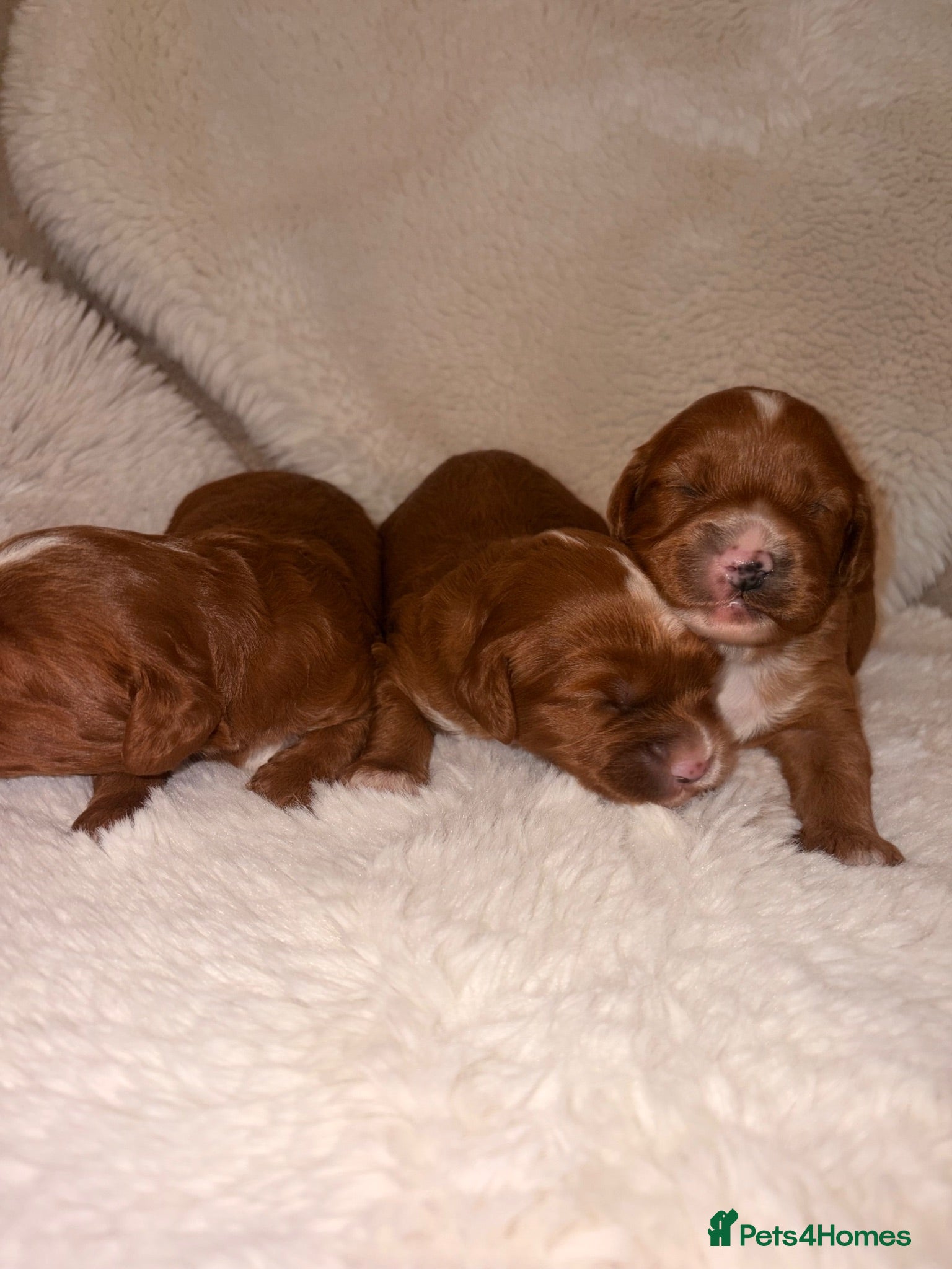 Cavapoo dogs Deep red white marking toy cavapoo puppy’s  - Advert 2