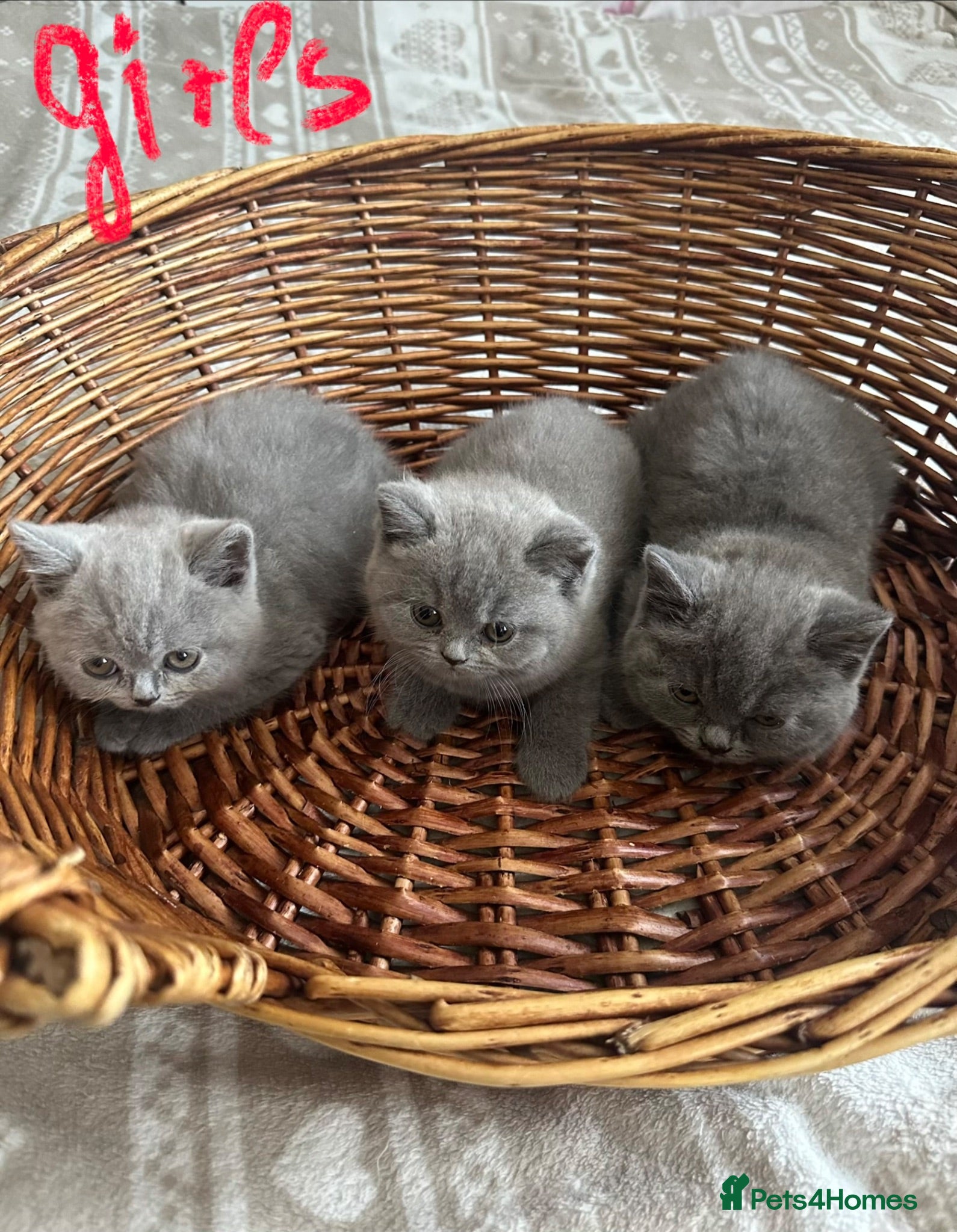British Shorthair cats British Shorthair GCCF-registered Kittens  - Advert 1