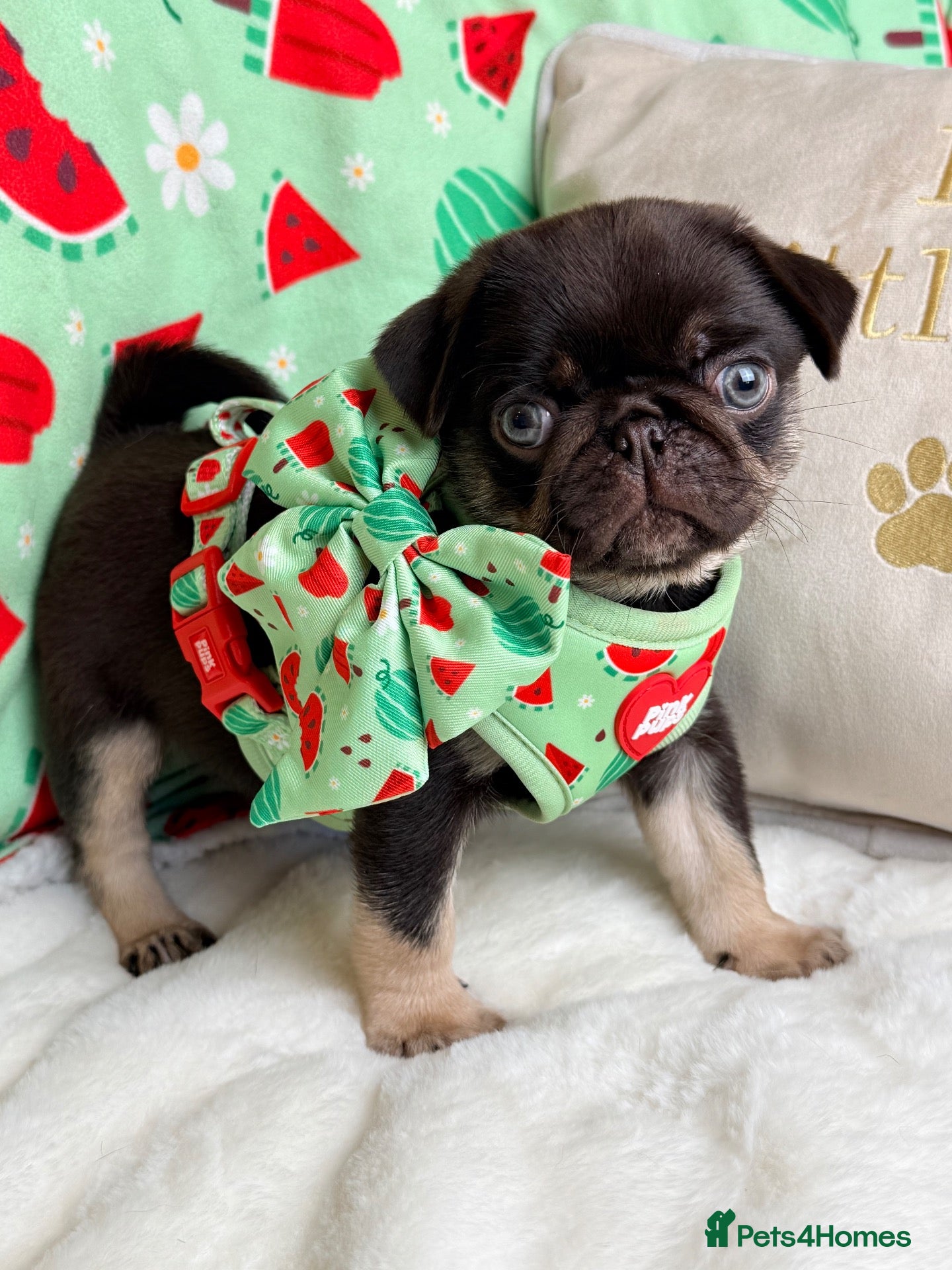 Pug dogs chocolate tan pug health tested parents  - Advert 1
