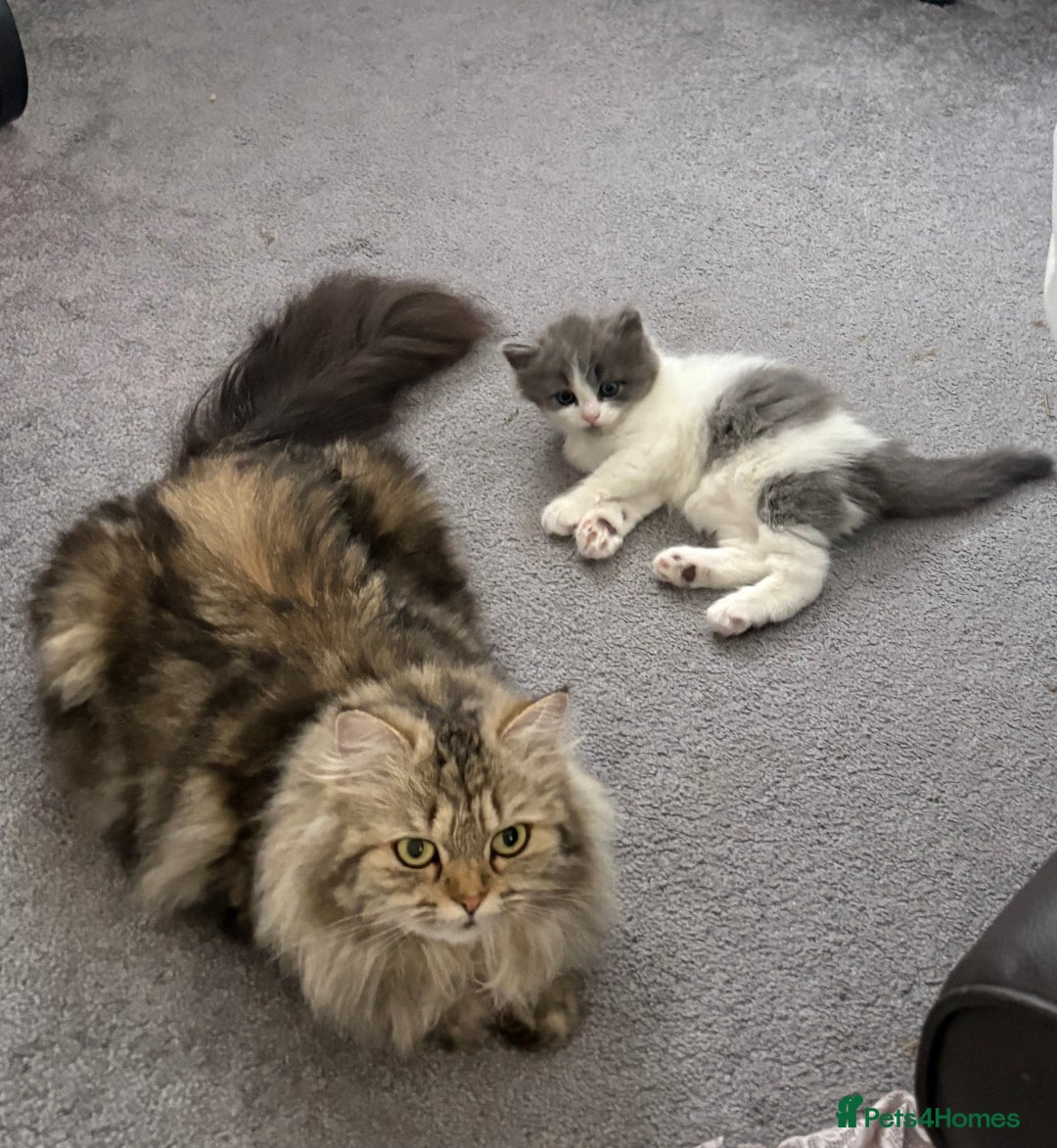 Siberian cats for sale: Siberian cross - Image 2