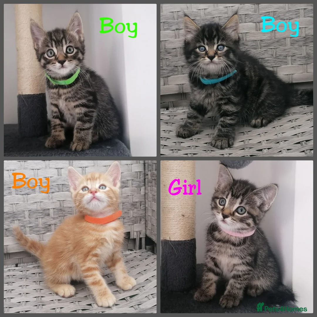 Mixed Breed cats for sale: Exceptional Kittens, Wonderful Personalities ❤️ in Waltham Cross - Advert 1