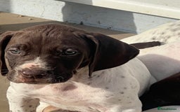 German Shorthaired Pointer dogs for sale: Working GSP puppy’s  - Image 4