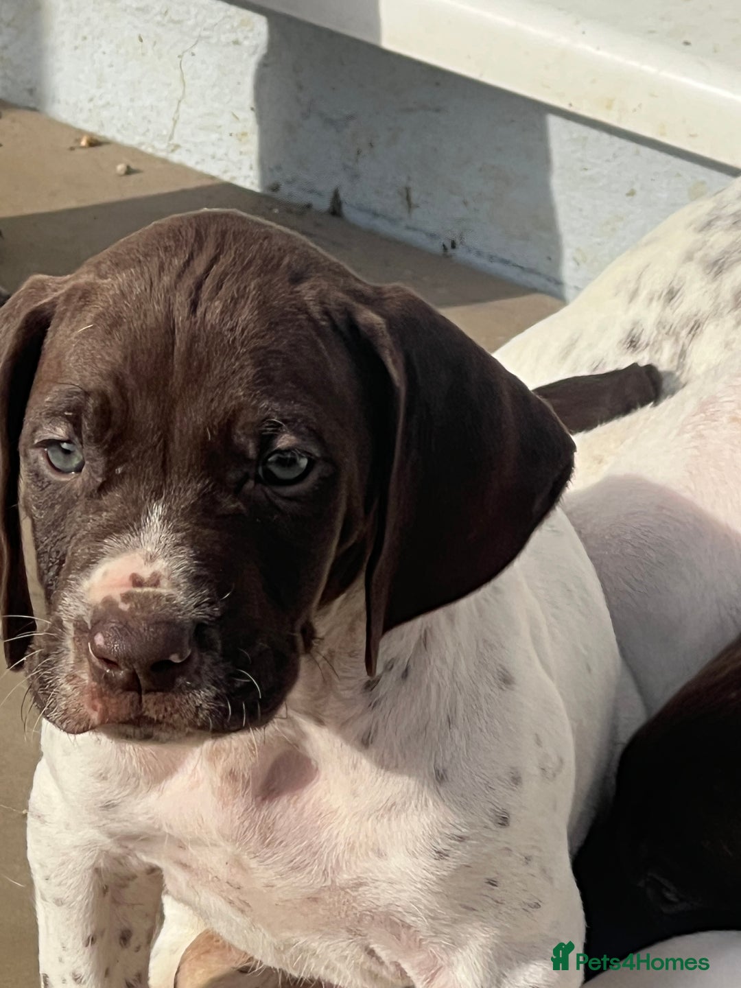 German Shorthaired Pointer dogs for sale: Working GSP puppy’s  - Image 4